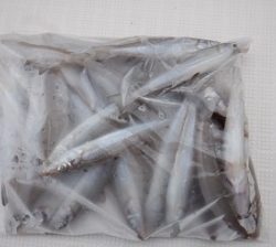 遊漁船 幸友丸 釣果