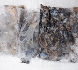 遊漁船 幸友丸 釣果