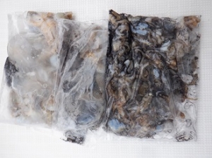 遊漁船 幸友丸 釣果