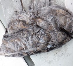 遊漁船 幸友丸 釣果