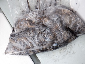 遊漁船 幸友丸 釣果