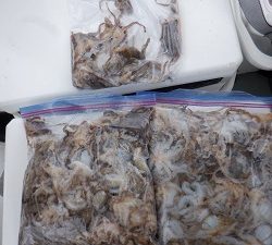 遊漁船 幸友丸 釣果