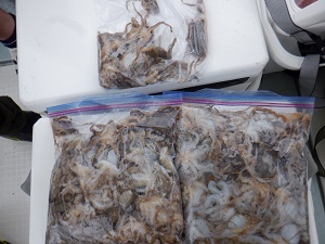 遊漁船 幸友丸 釣果