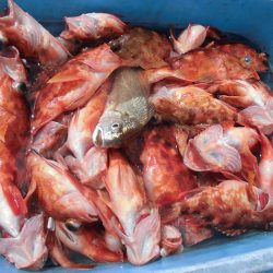 十八宝洋丸 釣果