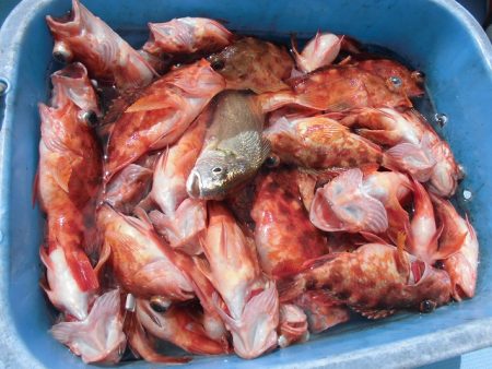 十八宝洋丸 釣果