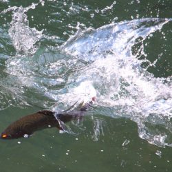 小菅トラウトガーデン 釣果