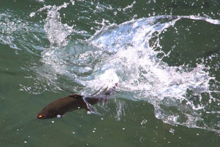 小菅トラウトガーデン 釣果