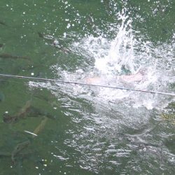 小菅トラウトガーデン 釣果