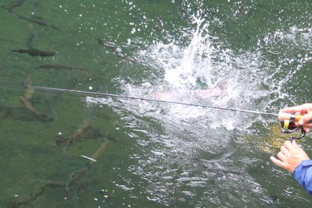 小菅トラウトガーデン 釣果