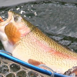 小菅トラウトガーデン 釣果