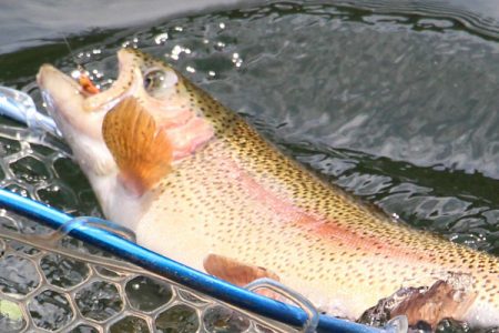 小菅トラウトガーデン 釣果