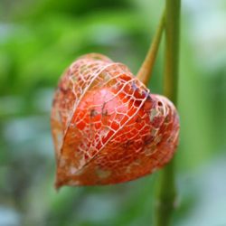 小菅トラウトガーデン 釣果