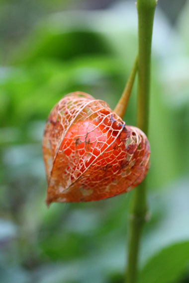 小菅トラウトガーデン 釣果