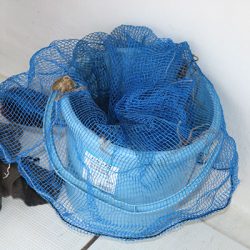 松本釣船２ 釣果