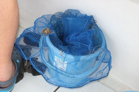 松本釣船２ 釣果