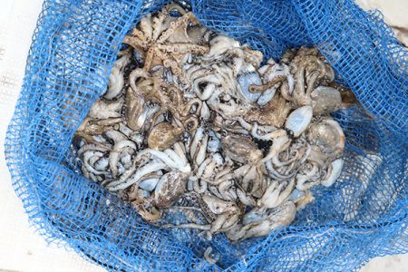 松本釣船２ 釣果