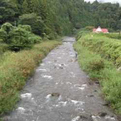 大井川(大井川(非)漁業協同組合) 釣果
