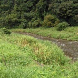 大井川(大井川(非)漁業協同組合) 釣果