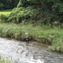 大井川(大井川(非)漁業協同組合) 釣果