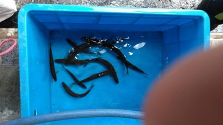 大井川(大井川(非)漁業協同組合) 釣果