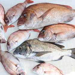 松本釣船2 釣果