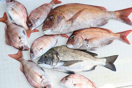 松本釣船２ 釣果