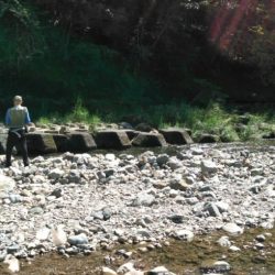 大井川(大井川(非)漁業協同組合) 釣果