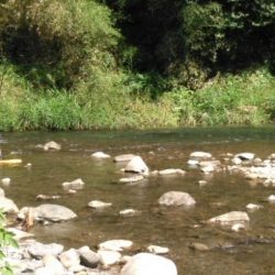 大井川(大井川(非)漁業協同組合) 釣果