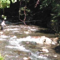 大井川(大井川(非)漁業協同組合) 釣果