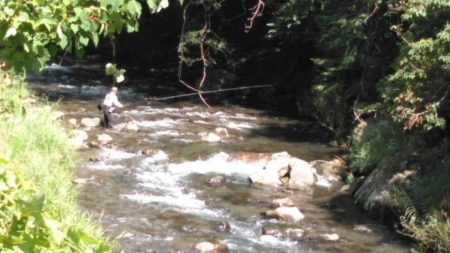 大井川(大井川(非)漁業協同組合) 釣果