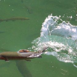 小菅トラウトガーデン 釣果