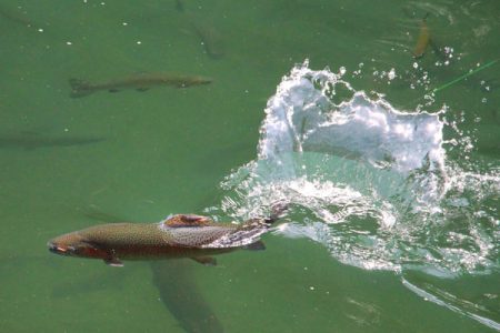 小菅トラウトガーデン 釣果