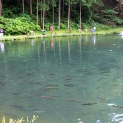 小菅トラウトガーデン 釣果