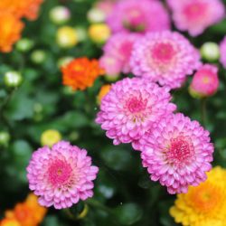 小菅トラウトガーデン 釣果