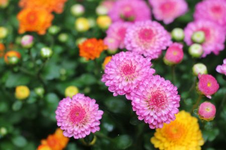 小菅トラウトガーデン 釣果