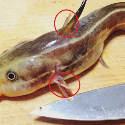 本部釣りイカダ 釣果