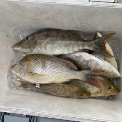 本部釣りイカダ 釣果