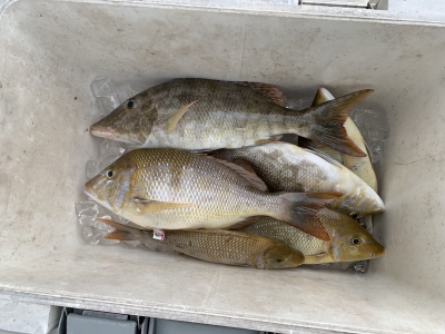 本部釣りイカダ 釣果