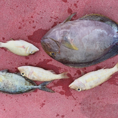 本部釣りイカダ 釣果