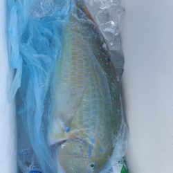 本部釣りイカダ 釣果