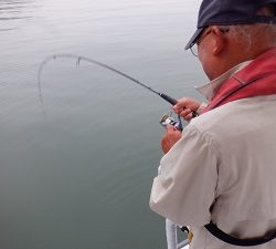 遊漁船 幸友丸 釣果