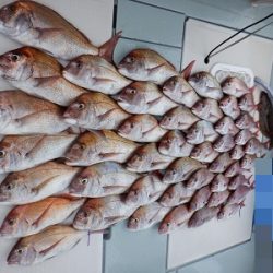 遊漁船 幸友丸 釣果