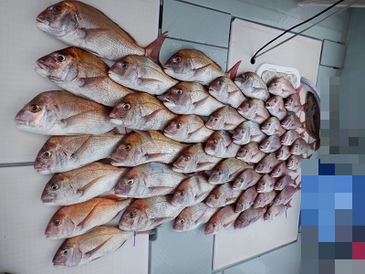 遊漁船 幸友丸 釣果