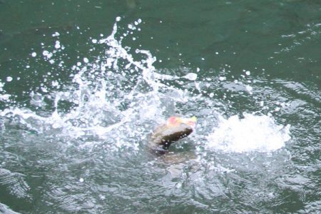 小菅トラウトガーデン 釣果