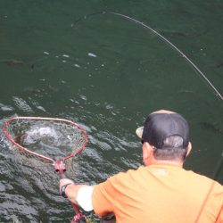 小菅トラウトガーデン 釣果