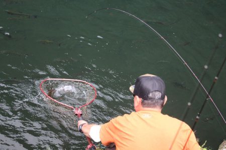 小菅トラウトガーデン 釣果