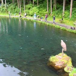 小菅トラウトガーデン 釣果
