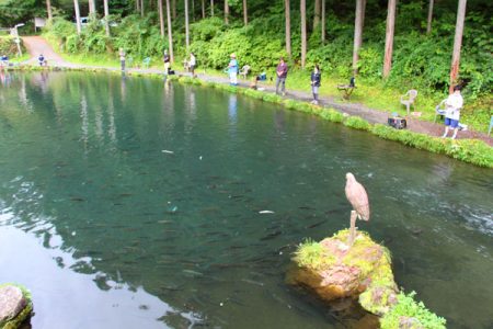 小菅トラウトガーデン 釣果