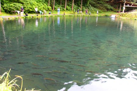 小菅トラウトガーデン 釣果