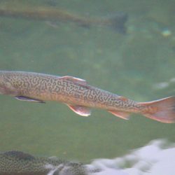 小菅トラウトガーデン 釣果